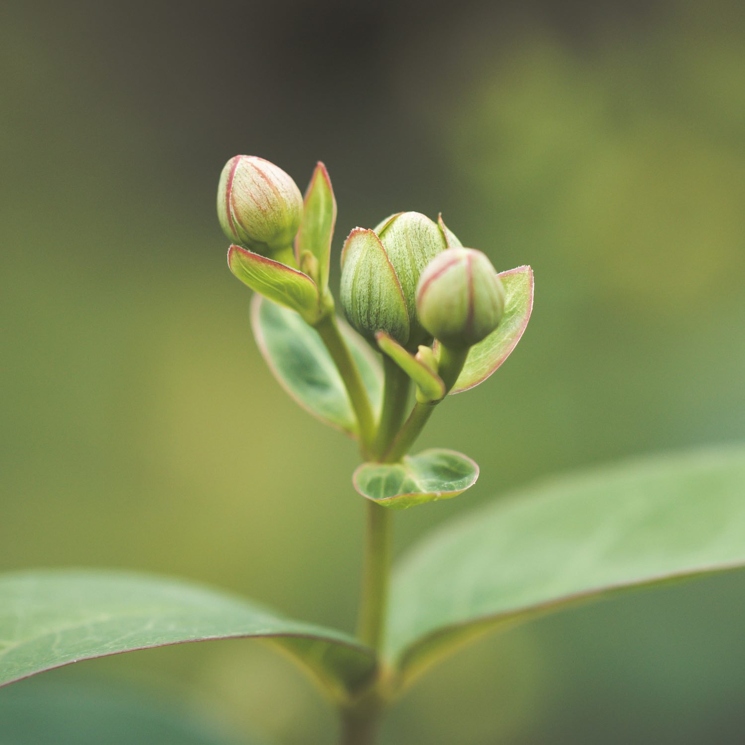 Gemmothérapie Pharmacie Voiturier